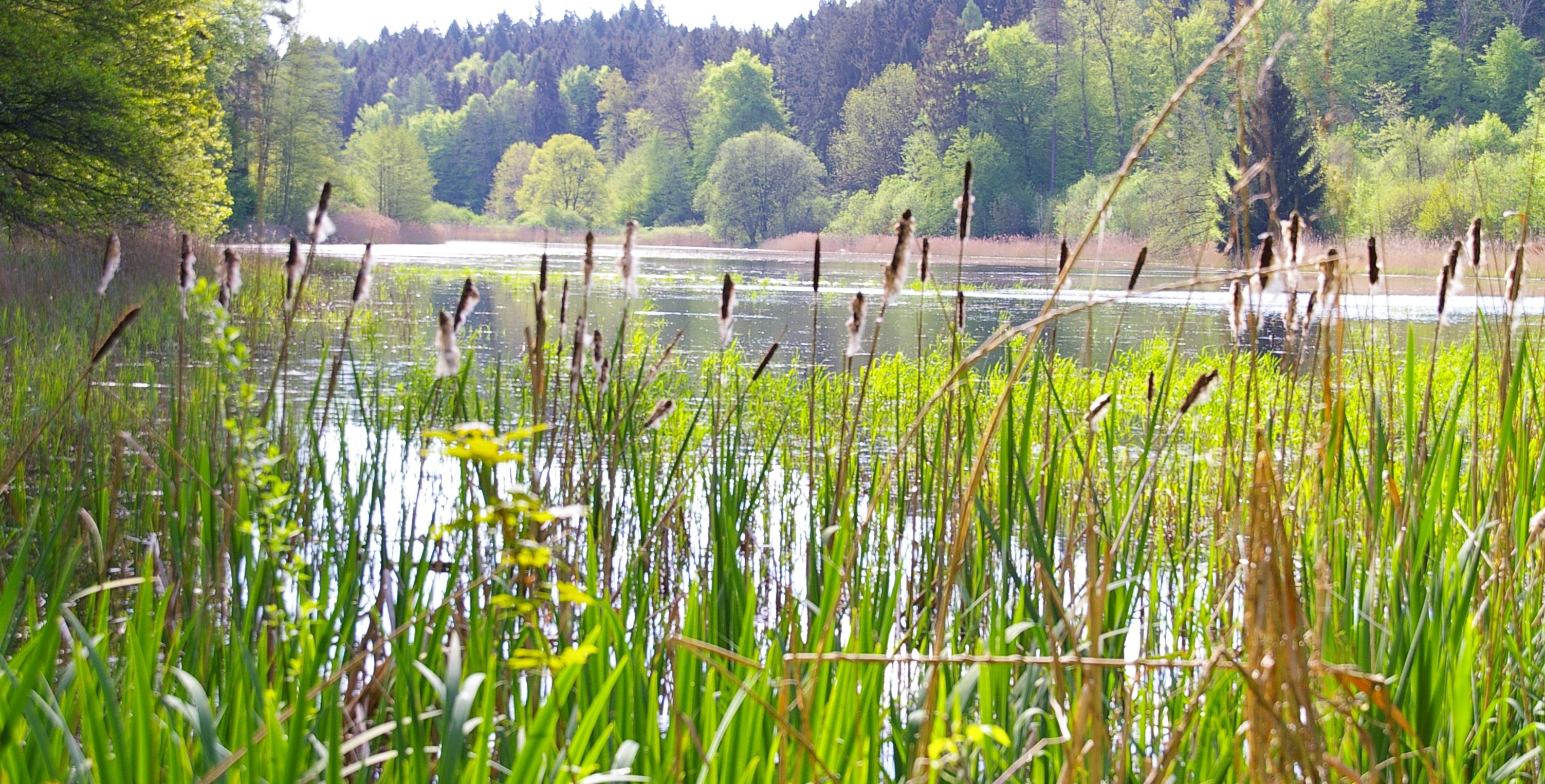 Gemeinde Salem Startseite