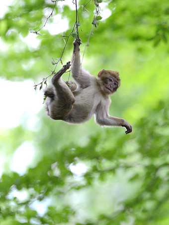 Affe beim Klettern